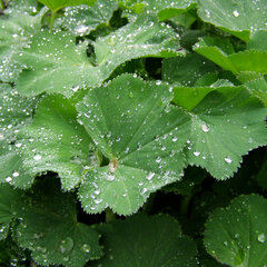 4220763_alchemilla_thriller_03