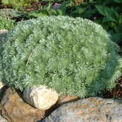 0049_artemisia_silver_mound_02