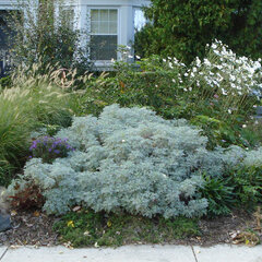 3722_artemisia_powis_01
