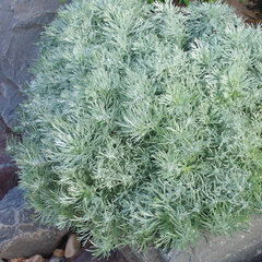 5212469_artemisia_silver_mound_01