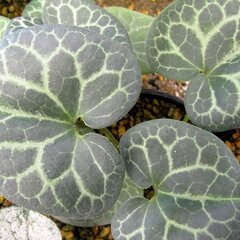 1608_asarum_koton_01