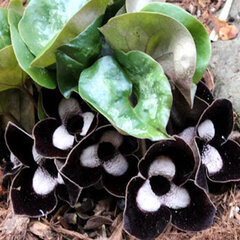 2542_asarum_ling_ling_02