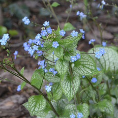 3210073_brunnera_silver_heart_01