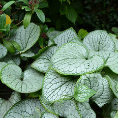 3210073_brunnera_silver_heart_04