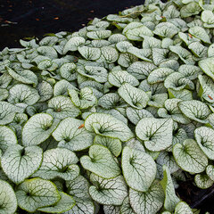 6250614_brunnera_sterling_silver_04