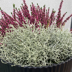 10244475_calocephalus_brownii_01