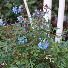 5212863_corydalis_porcelain_blue_01
