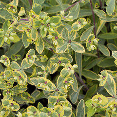 5220687_euphorbia_ascot_rainbow_01