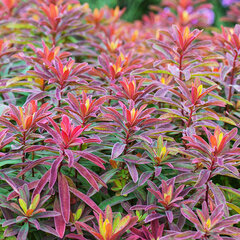 6230092_euphorbia_bonfire_01