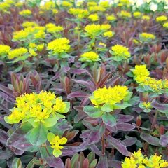 6230092_euphorbia_bonfire_03