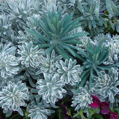 9220815_euphorbia_glacier_blue_01