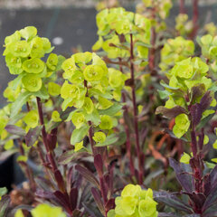 3250195_euphorbia_purpurea_01