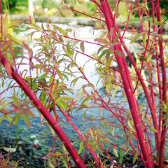 3233779_euphorbia_walenburg_s_glorie_01