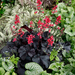 6253522_heuchera_black_forest_cake_04