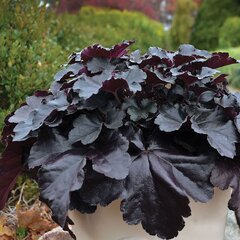 5251200_heuchera_black_pearl_01