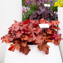 5220373_heuchera_boysenberry_02