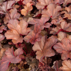 6230689_heuchera_cherry_cola_01