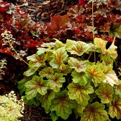 6210245_heuchera_electra_05