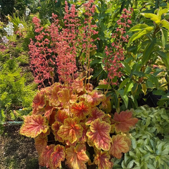 6254685_heuchera_eternal_flame_01