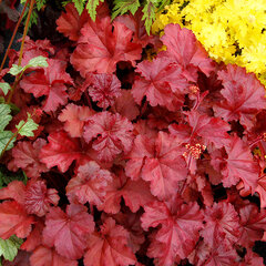 6230787_heuchera_fire_chief_06
