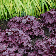 7241152_heuchera_forever_purple_02