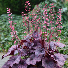 5201640_heuchera_grape_timeless_01