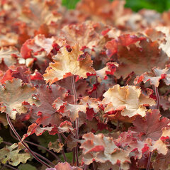 08200634_heuchera_kassandra_01