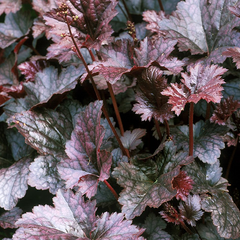 5250915_heuchera_palace_purple_02