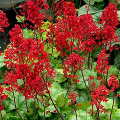 6250966_heuchera_tokyo_03