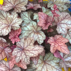 5212548_heuchera_villosa_plum_power_01