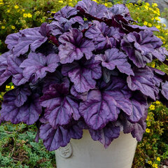 5220380_heuchera_wildberry_01
