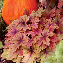 5220264_heucherella_sweet_tea_01