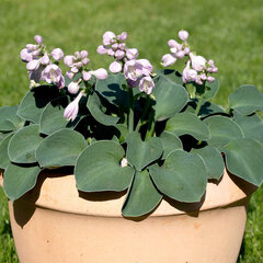 4250703_hosta_blue_mouse_ears_04