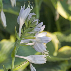 6230268_hosta_halcyon_01