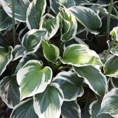 2230873_hosta_minuteman_01
