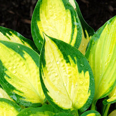 07200563_hosta_orange_marmalade_01