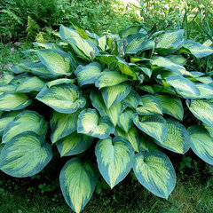 2211883_hosta_paul_s_glory_01