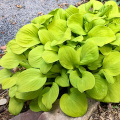 6243937_hosta_sun_mouse_01