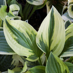 6240749_hosta_wide_brim_01