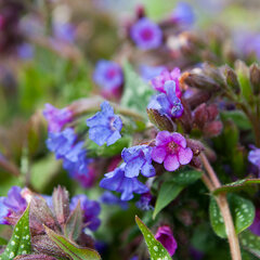 7243561_pulmonaria_leopard_01