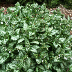 4220951_pulmonaria_moonshine_01