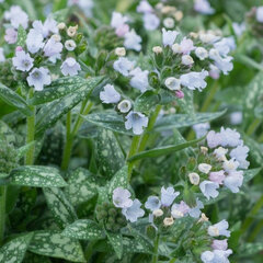 5233927_pulmonaria_opal_01
