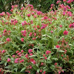 8223649_pulmonaria_raspberry_splash_01