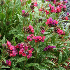 8223649_pulmonaria_raspberry_splash_02