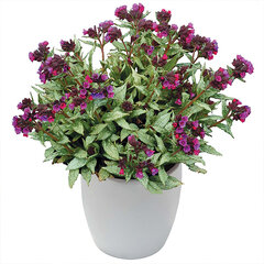 6210952_pulmonaria_silver_bouquet_01