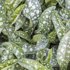 5242565_pulmonaria_twinkle_toes_01