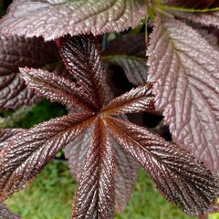 6240564_rodgersia_chocolate_wings_01