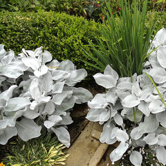 6223563_senecio_angel_wings_01