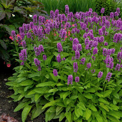 6250672_stachys_hummelo_02