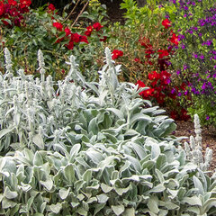 3250302_stachys_silver_carpet_01